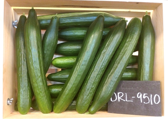 Cucumber - from Delukes Gardencenter