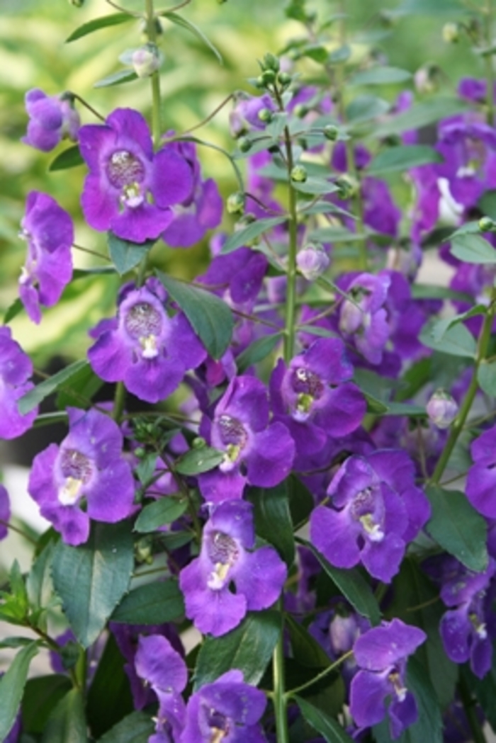 Angelface® 'Blue' - Angelonia angustifolia (Summer Snapdragon) from Delukes Gardencenter