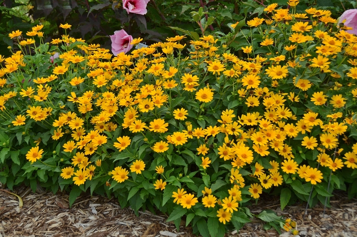 'Tuscan Sun' Perennial Sunflower - Heliopsis helianthoides from Delukes Gardencenter