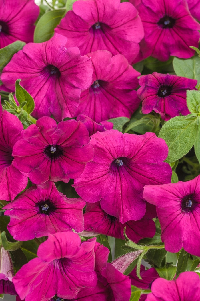 Supertunia® ''Royal Magenta®'' - Petunia from Delukes Gardencenter