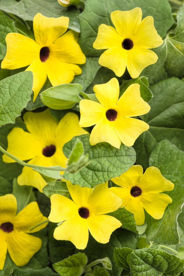 'Lemon A-Peel®' Black-Eyed Susan Vine - Thunbergia alata from Delukes Gardencenter