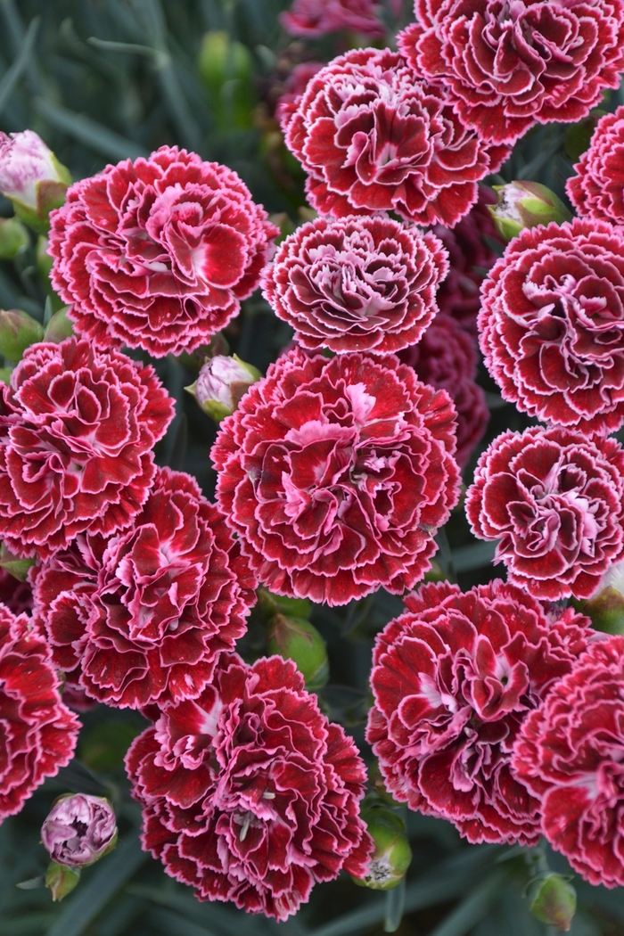 Fruit Punch® Cherry Vanilla - Dianthus (Pinks) from Delukes Gardencenter