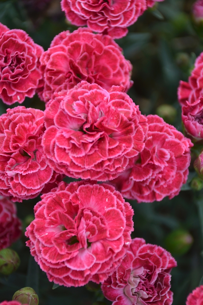 Fruit Punch® 'Raspberry Ruffles' - Dianthus (Pinks) from Delukes Gardencenter