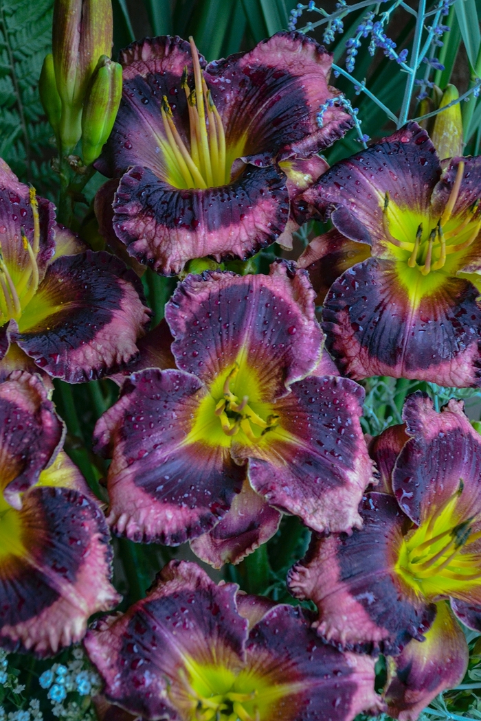Rainbow Rhythm® 'Storm Shelter' - Hemerocallis (Daylily) from Delukes Gardencenter