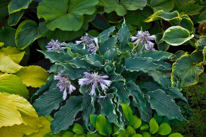 Shadowland® 'Waterslide' - Hosta (Hosta, Plantain Lily) from Delukes Gardencenter