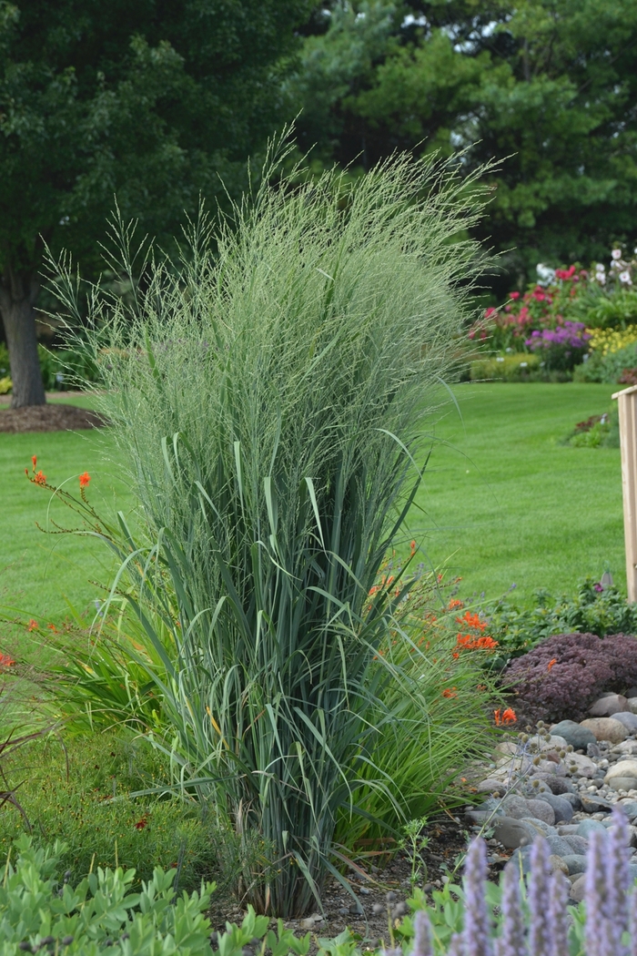 Prairie Winds® 'Totem Pole' - Panicum virgatum (Switch Grass) from Delukes Gardencenter
