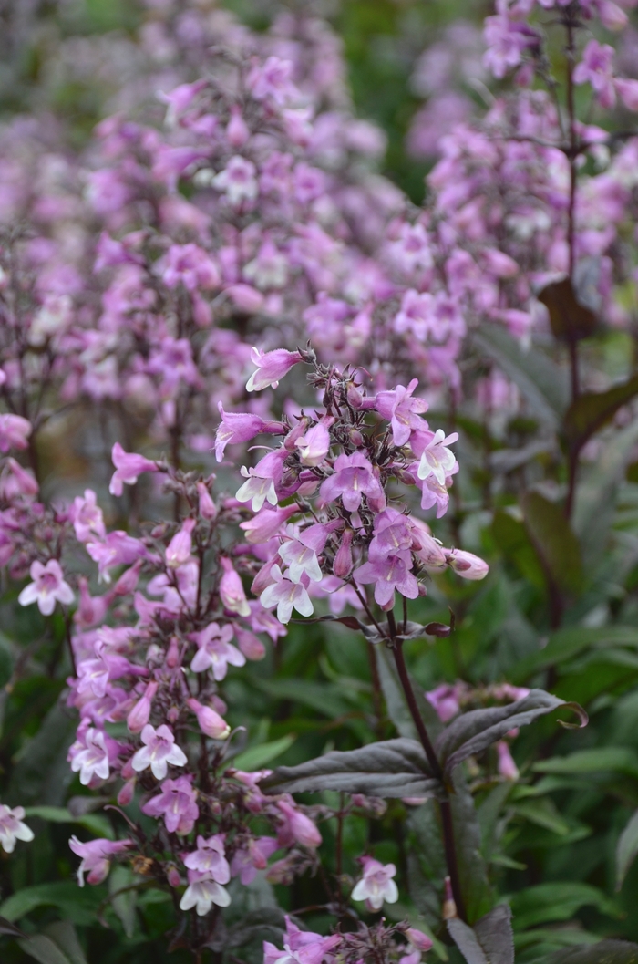 'Midnight Masquerade' Beardtongue - Penstemon from Delukes Gardencenter