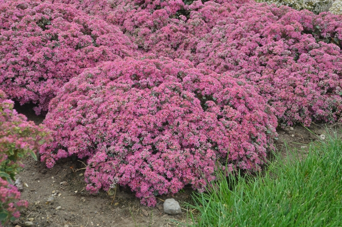 Rock 'N Grow® 'Popstar' - Sedum (Stonecrop) from Delukes Gardencenter