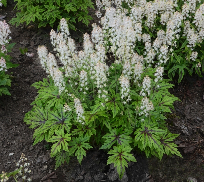 'Cutting Edge' Foamflower - Tiarella from Delukes Gardencenter