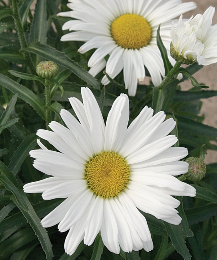 Amazing Daisies® 'Daisy May®' - Leucanthemum x superbum (Shasta Daisy) from Delukes Gardencenter