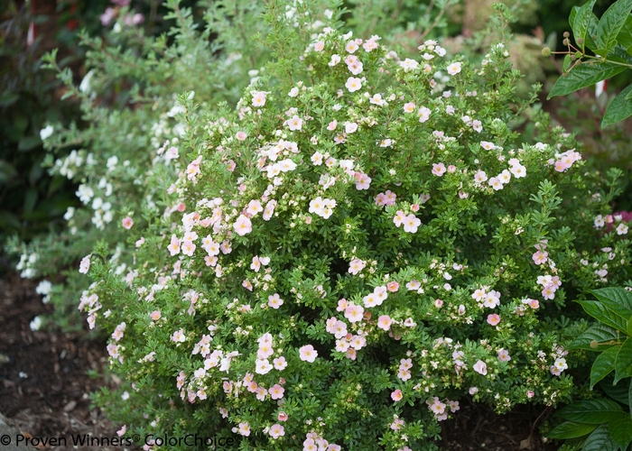 Happy Face&reg; 'Pink Paradise' - Potentilla fruticosa from Delukes Gardencenter