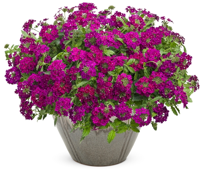 Superbena Royale® 'Plum Wine' - Verbena from Delukes Gardencenter