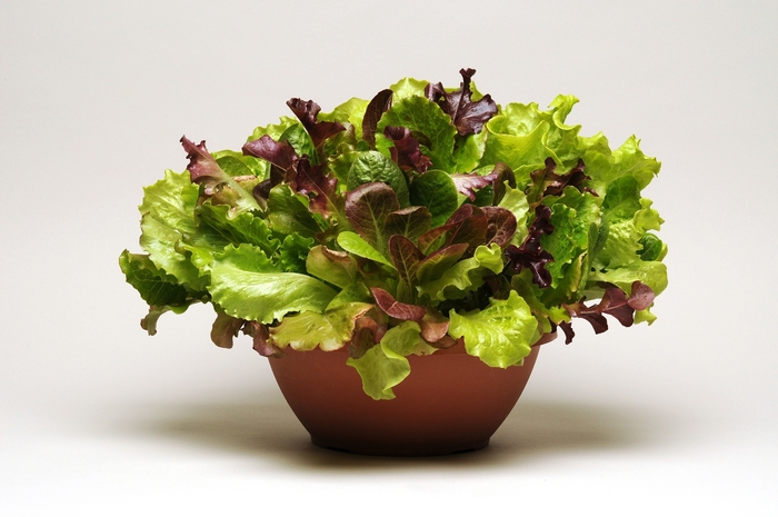 Lettuce - Ashley from Delukes Gardencenter