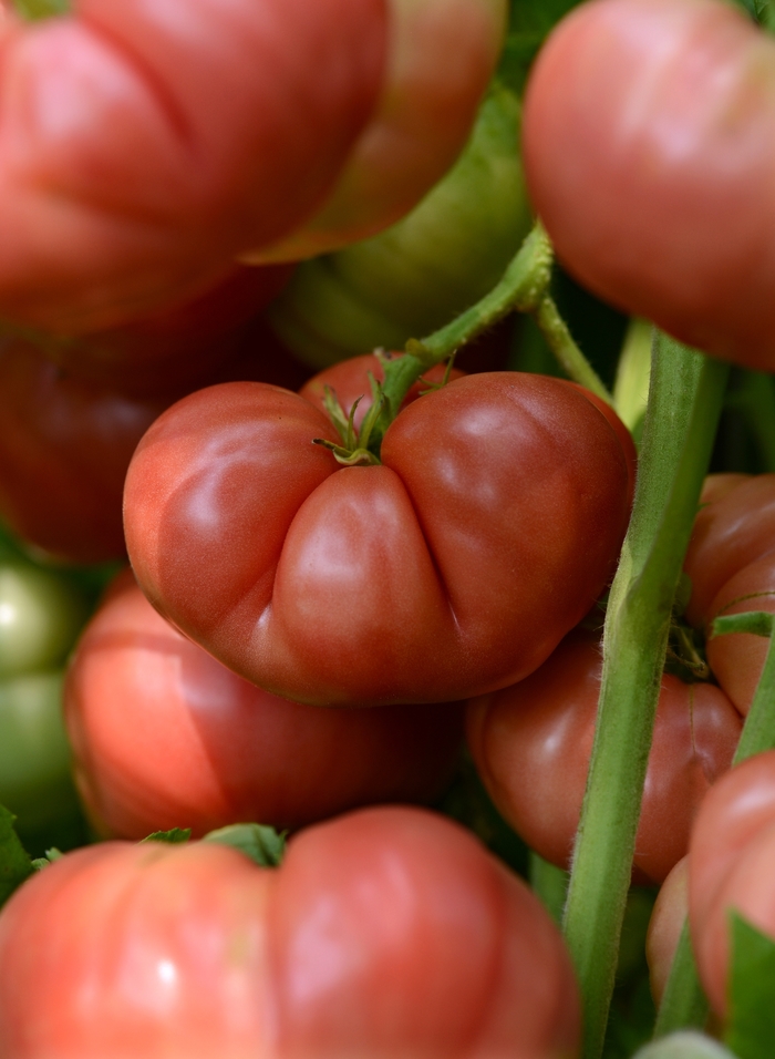 Heirloom Tomatoes - Large Beefsteak Tomato from Delukes Gardencenter