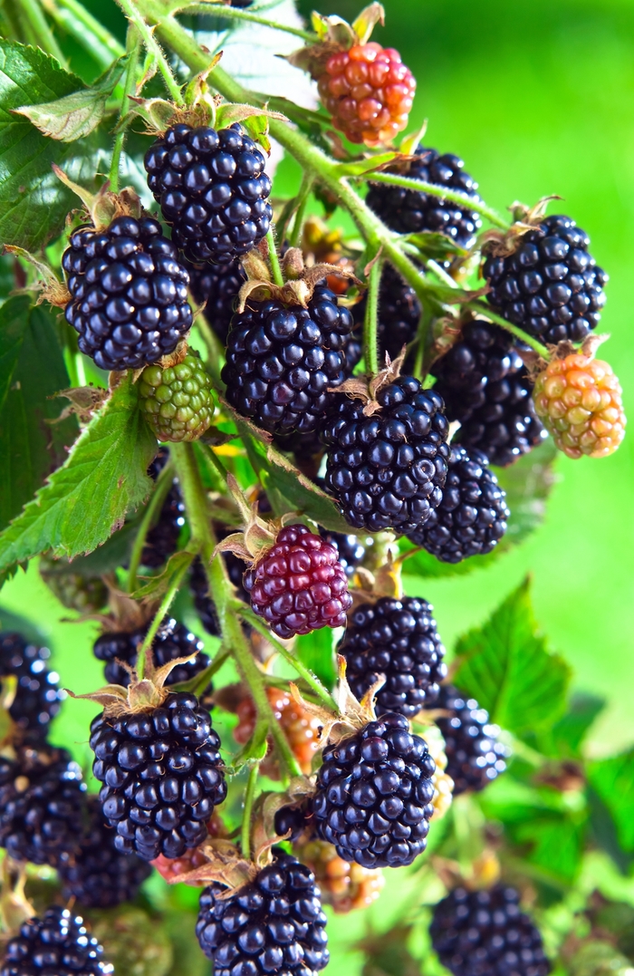 Blackberry - Berries from Delukes Gardencenter
