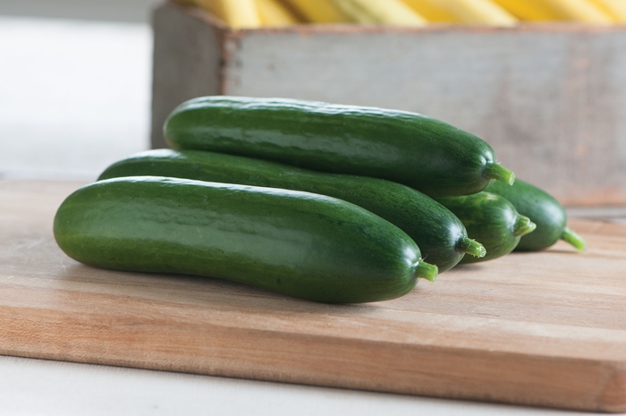 'Diva' Cucumber - Cucumis sativus from Delukes Gardencenter