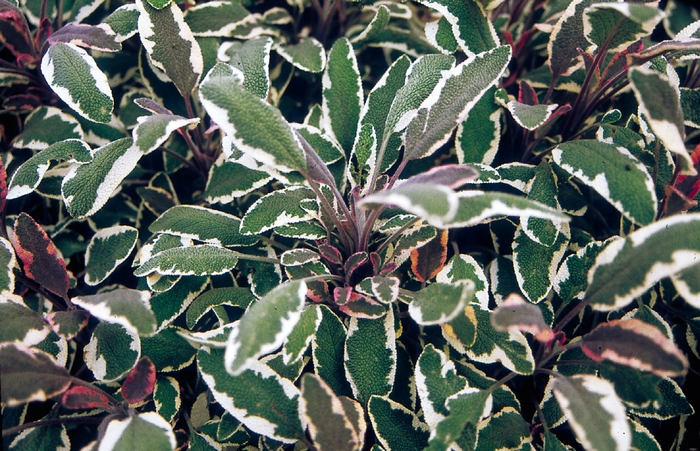 'Tricolor' Sage - Salvia officinalis from Delukes Gardencenter