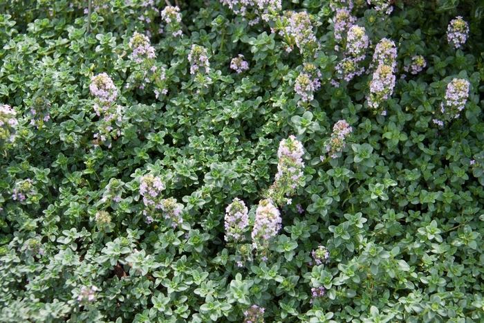 Lemon Thyme - Thymus x citriodorus from Delukes Gardencenter