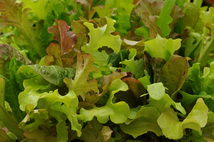 Lettuce - Gourmet Blend from Delukes Gardencenter