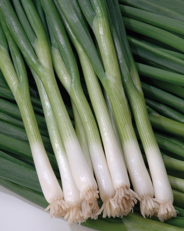 Green Onion - from Delukes Gardencenter