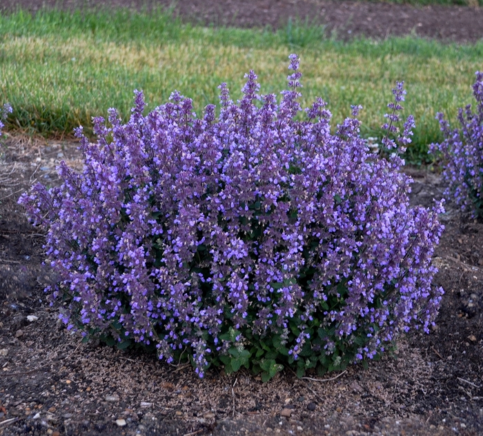 'Cat's Pajamas' Catmint - Nepeta from Delukes Gardencenter