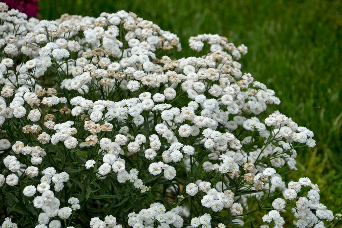 'Peter Cottontail' Yarrow - Achillea ptarmica from Delukes Gardencenter