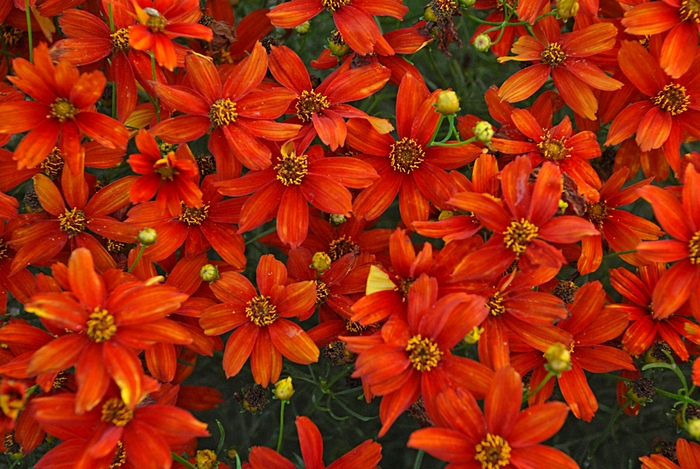 Sizzle & Spice® ''Crazy Cayenne'' - Coreopsis (Tickweed) from Delukes Gardencenter