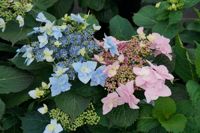 'Tuff Stuff Ah-Ha&reg;' Reblooming Mountain Hydrangea - Hydrangea serrata from Delukes Gardencenter