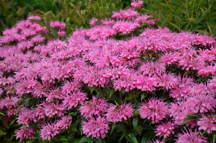 Sugar Buzz® ''Bubblegum Blast'' - Monarda didyma (Bee Balm, Bergamot) from Delukes Gardencenter