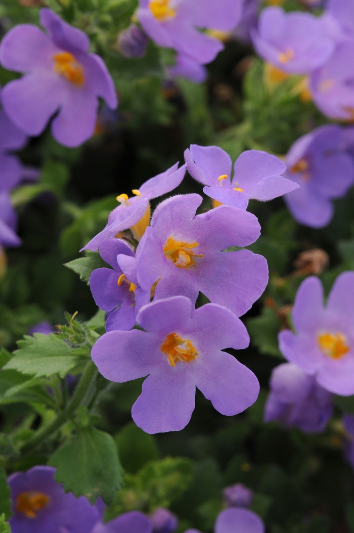 Scopia® 'Gulliver Blue' - Sutera cordata (Bacopa) from Delukes Gardencenter