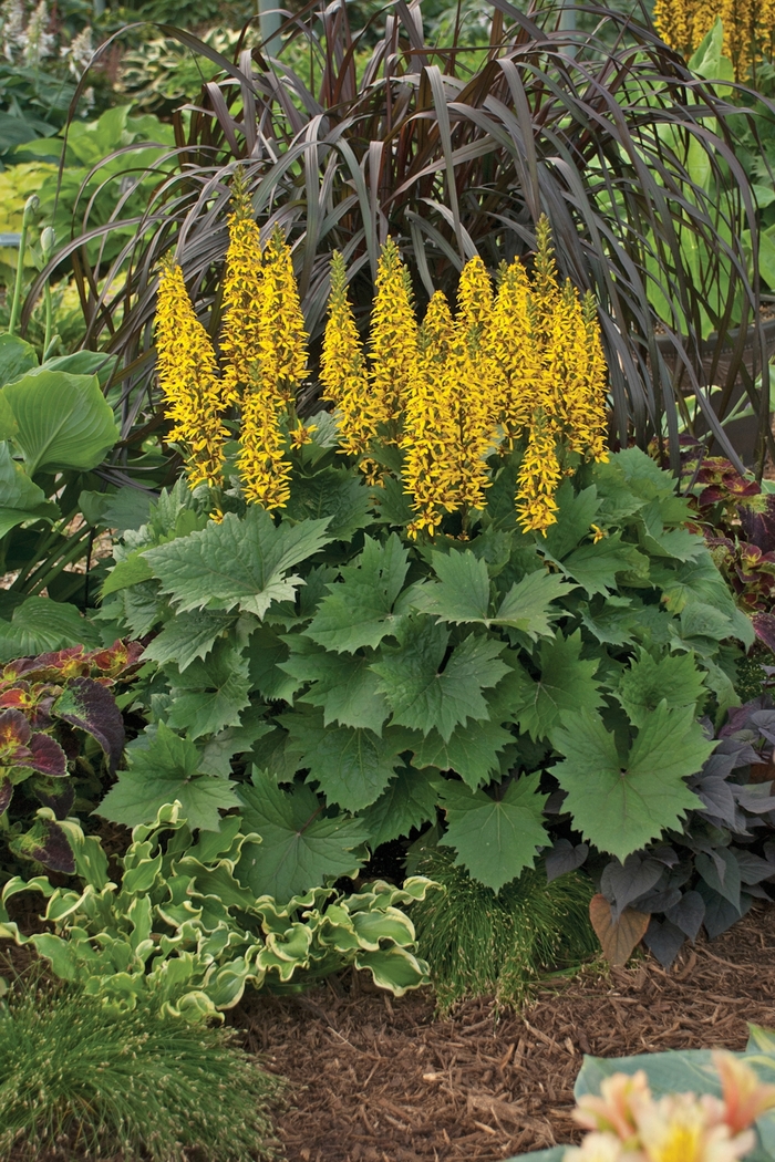 'Bottle Rocket' Bigleaf Ligularia - Ligularia from Delukes Gardencenter