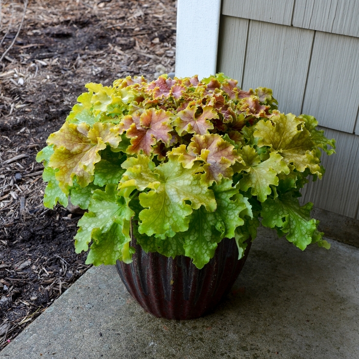 Dolce® 'Apple Twist' - Heuchera (Coral Bells) from Delukes Gardencenter
