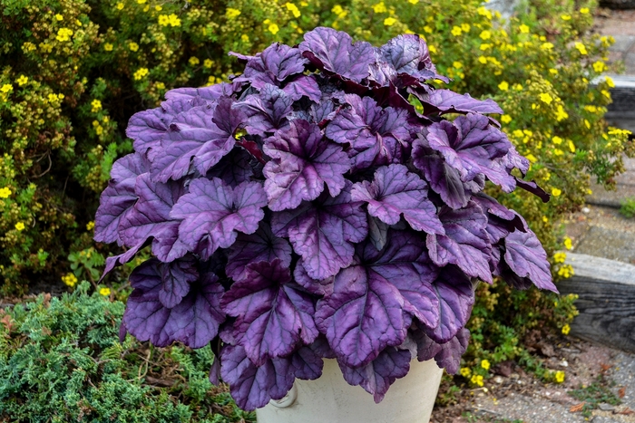 Dolce® 'Wildberry' - Heuchera (Coral Bells) from Delukes Gardencenter