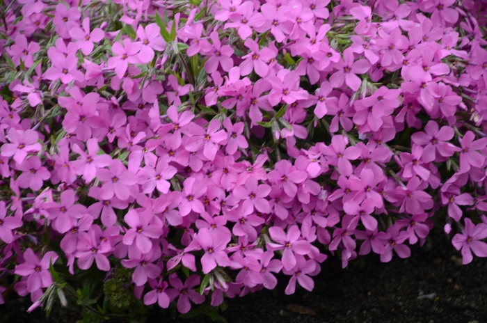 'Magenta Sprite' Creeping Phlox - Phlox from Delukes Gardencenter