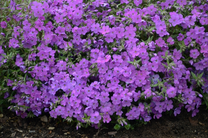 'Purple Sprite' Creeping Phlox - Phlox from Delukes Gardencenter