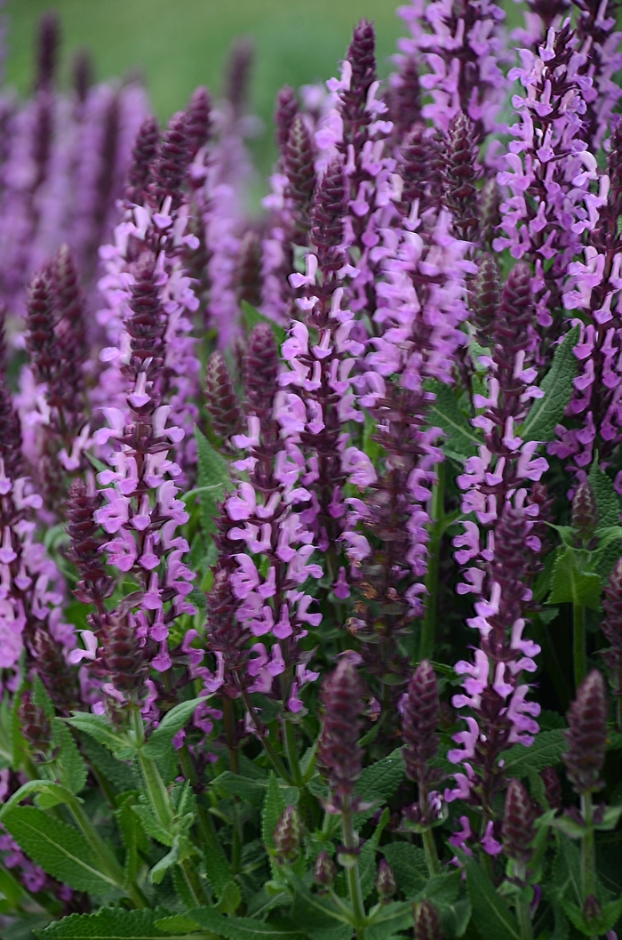 'Pink Profusion' Perennial Salvia - Salvia nemorosa from Delukes Gardencenter