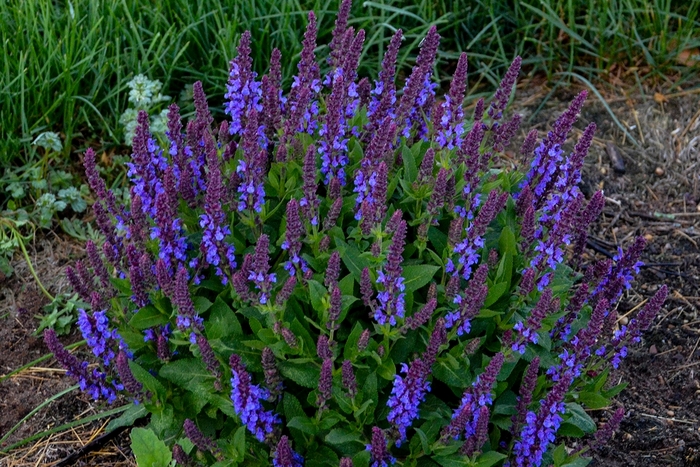 'Violet Profusion' Perennial Salvia - Salvia nemorosa from Delukes Gardencenter