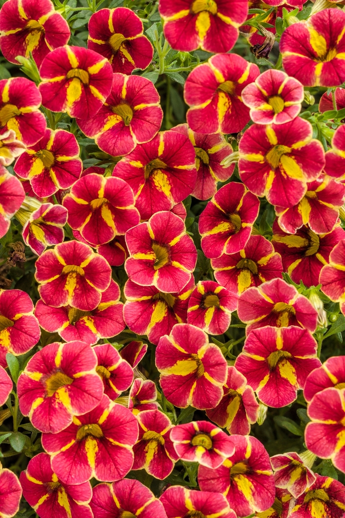 Superbells® 'Cardinal Star™' - Calibrachoa from Delukes Gardencenter