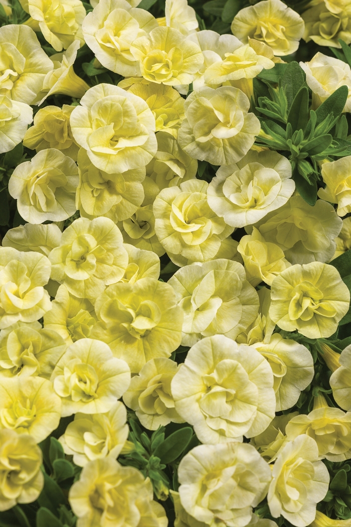 Superbells® 'Double Chiffon' - Calibrachoa (Double Calibrachoa) from Delukes Gardencenter