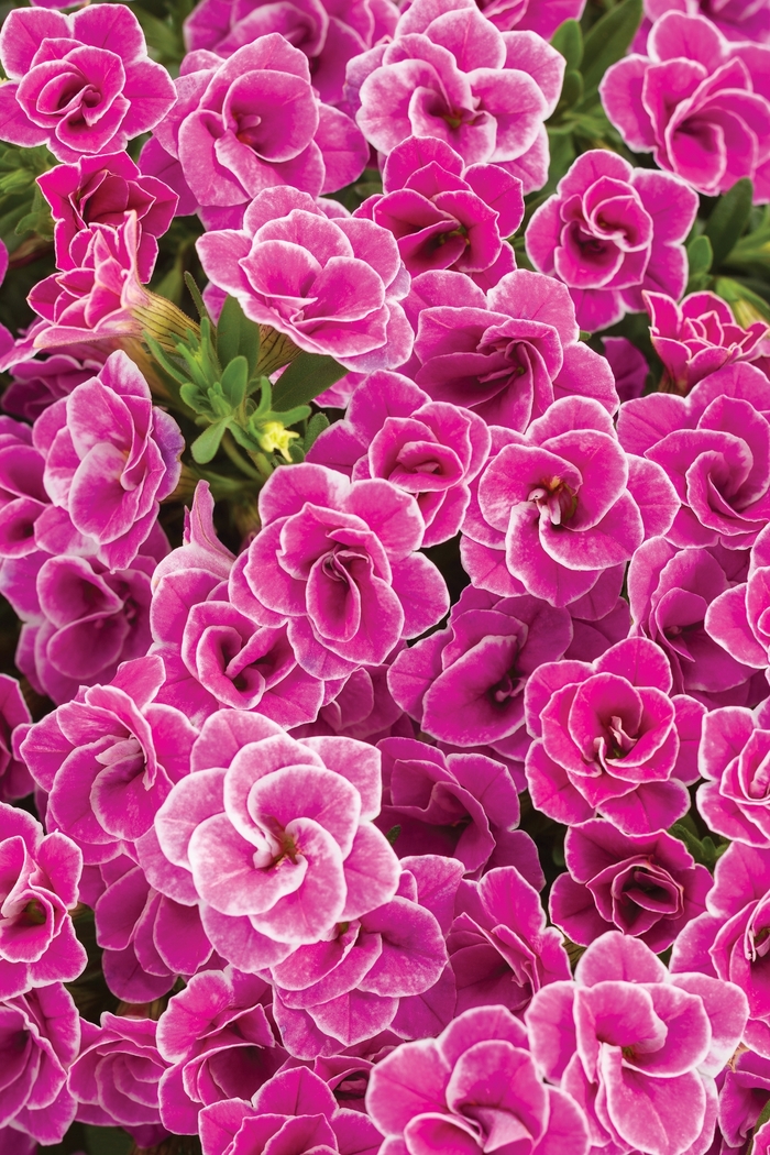 Superbells® 'Doublette Love Swept™' - Calibrachoa (Double Calibrachoa) from Delukes Gardencenter