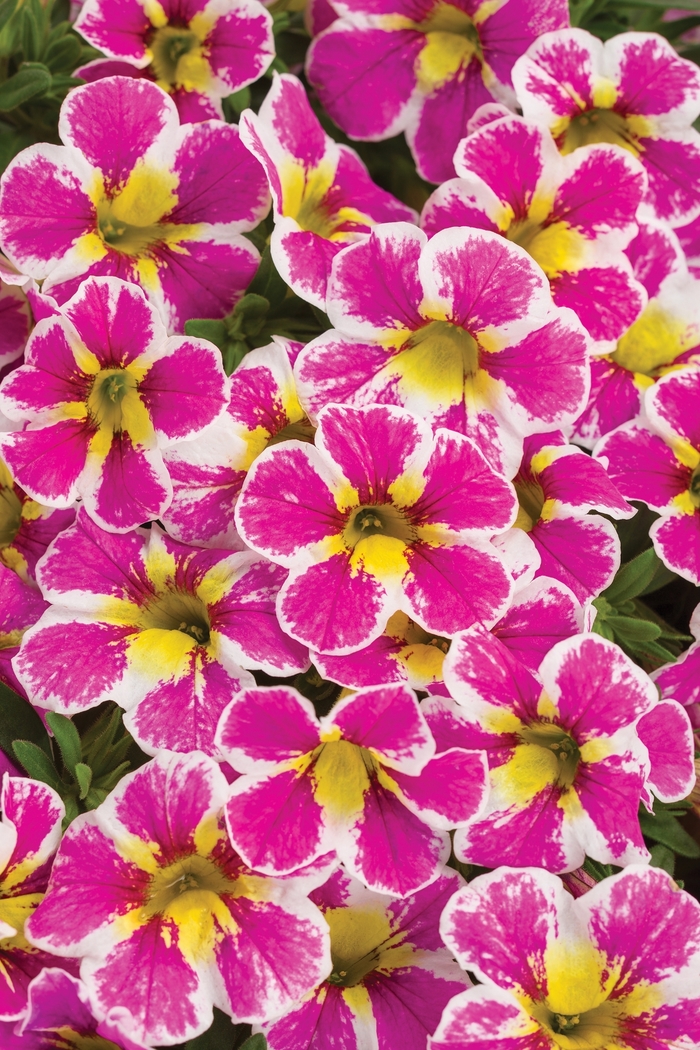 Superbells® 'Holy Cow!™' - Calibrachoa from Delukes Gardencenter