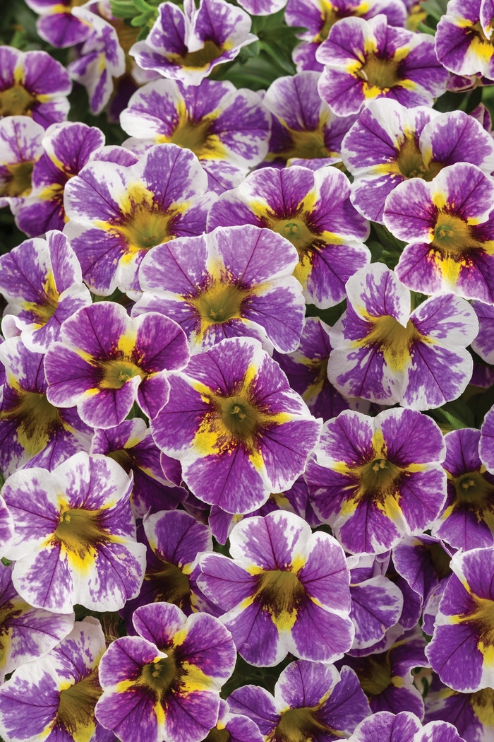 Superbells® 'Holy Smokes!®' - Calibrachoa from Delukes Gardencenter