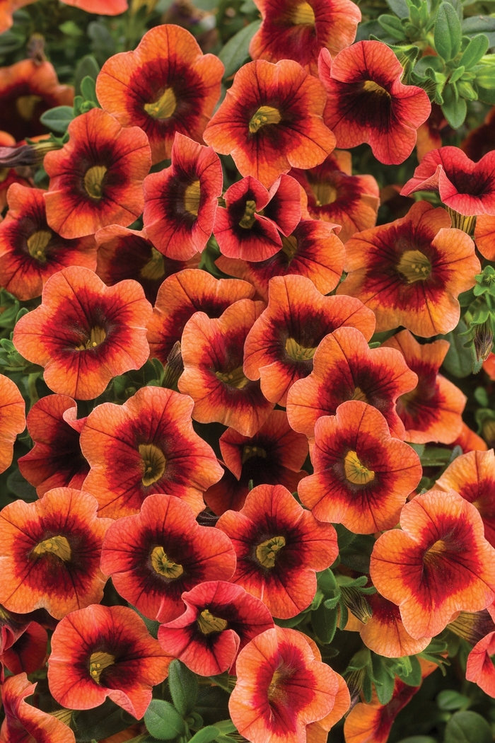 Superbells® 'Tangerine Punch™' - Calibrachoa from Delukes Gardencenter