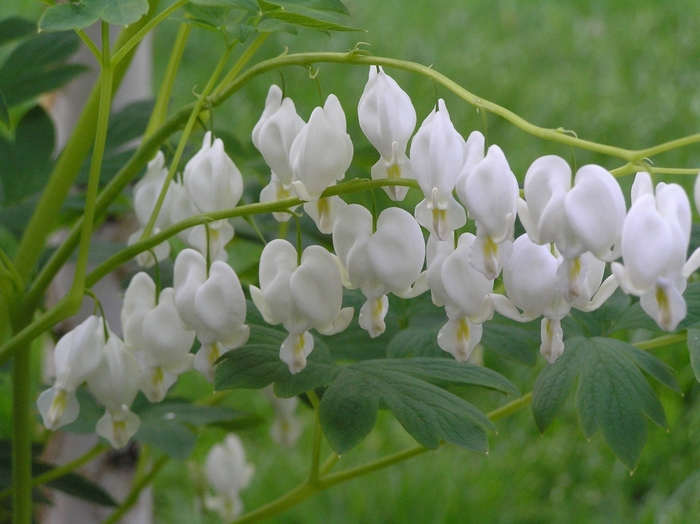 'Alba' Bleeding Heart - Dicentra spectabilis from Delukes Gardencenter