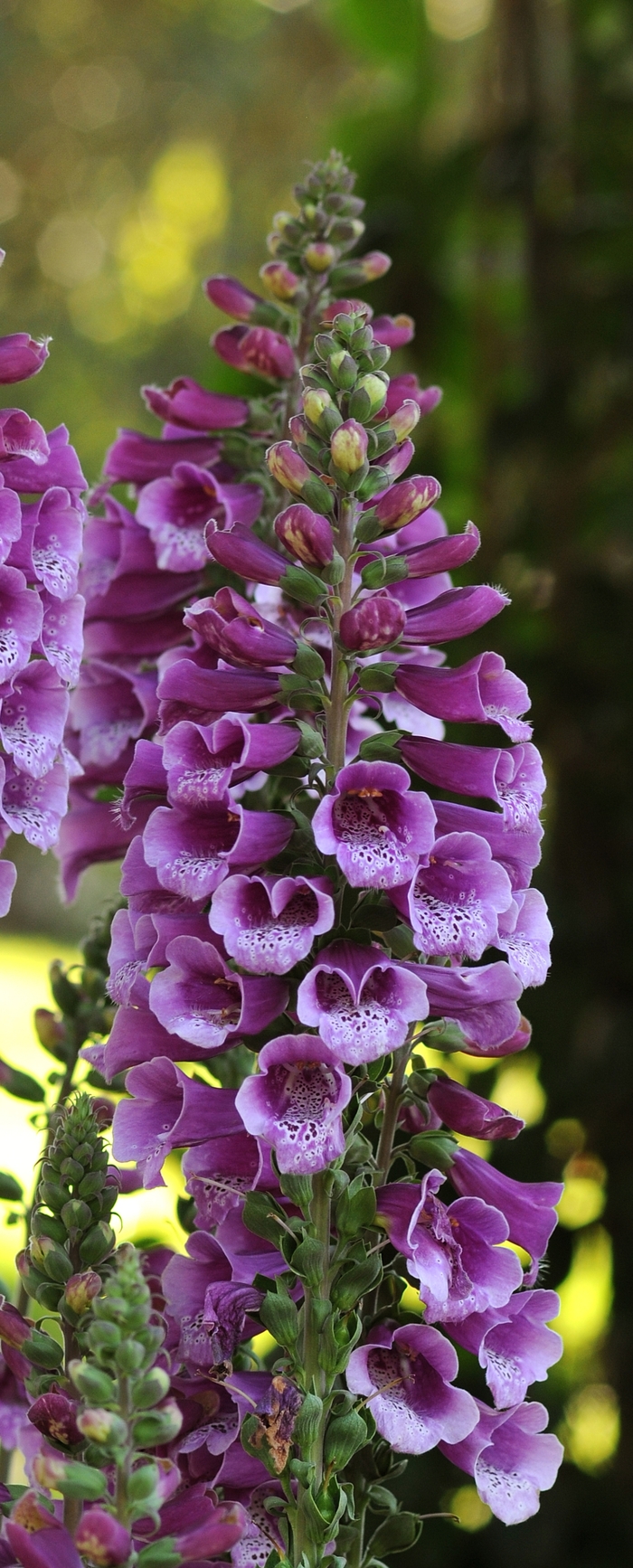 'Dalmatian Purple' Foxglove - Digitalis purpurea from Delukes Gardencenter