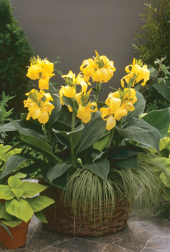 CANNA LILY - Canna x generalis (Canna Lily) 1 GALLON from Delukes Gardencenter