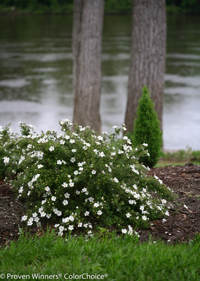 Happy Face&reg; 'White' - Potentilla fruticosa from Delukes Gardencenter