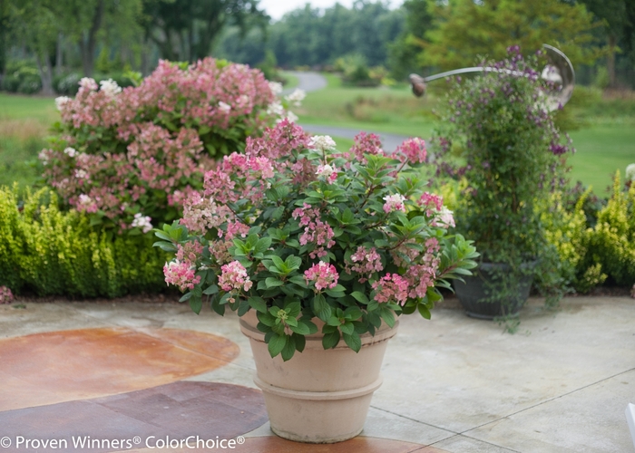 'Little Quick Fire&reg;' Panicle Hydrangea - Hydrangea paniculata from Delukes Gardencenter