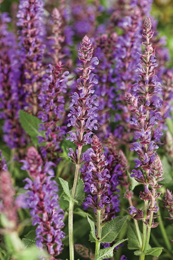 Color Spires® 'Violet Riot' - Salvia nemorosa from Delukes Gardencenter