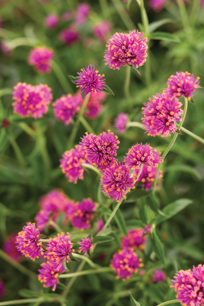 Truffula™ 'Pink' - Gomphrena pulchella (Globe Amaranth) from Delukes Gardencenter